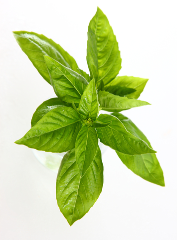 De Monchy Aromatics Basil Oil Methyl Chavicol type