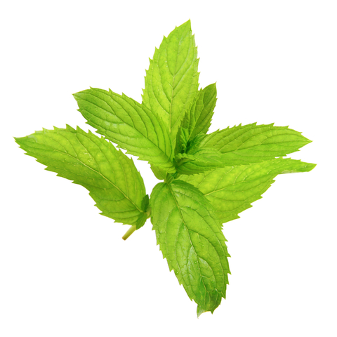 peppermint oil side effects